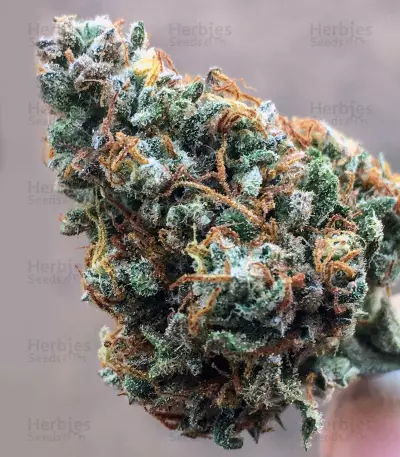 Dreamberry Seeds