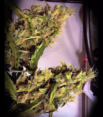 Ed Rosenthal Super Bud regular