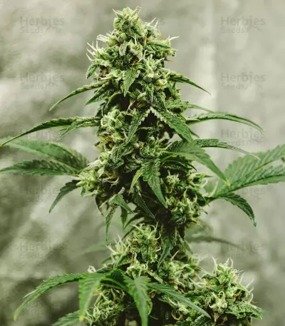 Fantasmo Express Auto Seeds