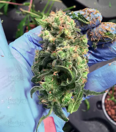 Graines de cannabis Five-O (Blackskull Seeds)