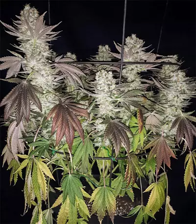 Gelato (BlimBurn Seeds)