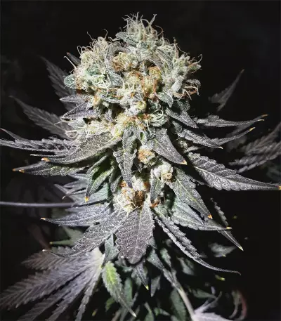 Gelato (BlimBurn Seeds)
