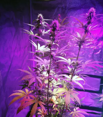 Girl Scout Cookies (Original Sensible Seeds)