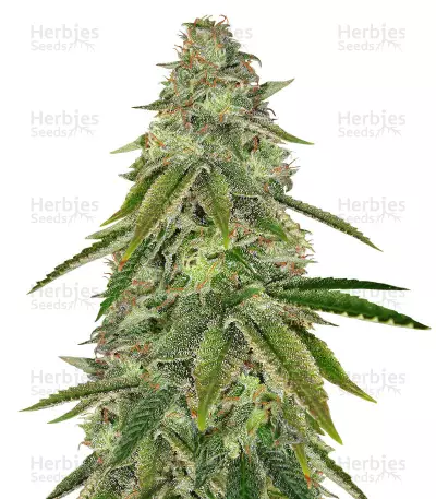 Buy Girl Scout Cookies feminized seeds