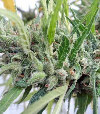 Malawi Seeds