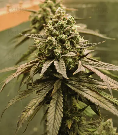 Semi femminizzati NYC Diesel