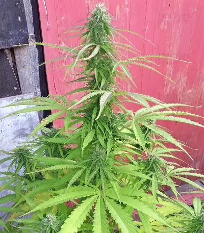 Northern Lights Seeds (Seedstockers)