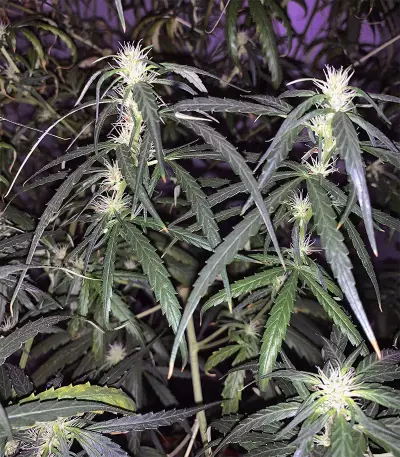 Old Dirty Biker Seeds