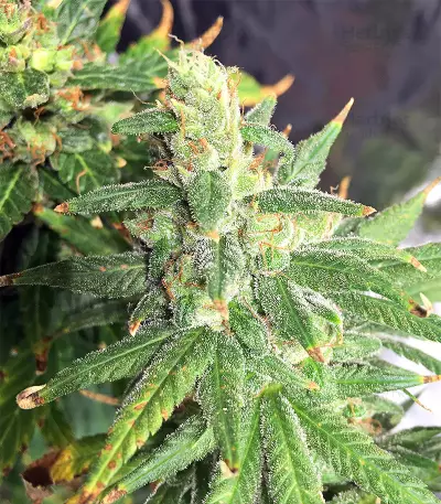 Pakistan Chitral Kush Seeds