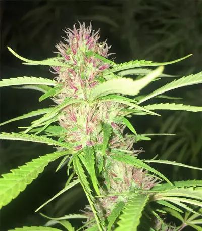 Graines de cannabis Panama Haze (Ace Seeds)