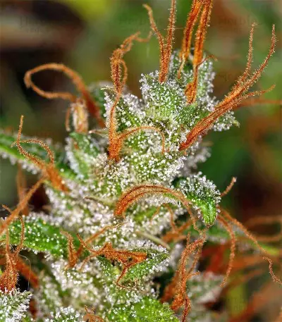 Graines de cannabis Panama Haze (Ace Seeds)