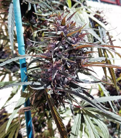 Purple Haze x Malawi Regular (Ace Seeds)