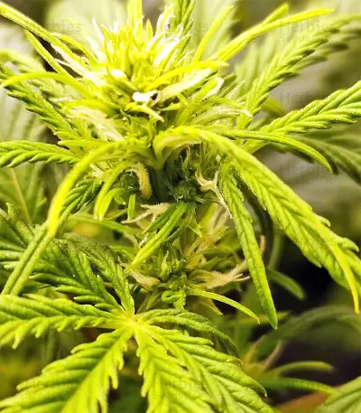 Ripley's OG Auto strain
