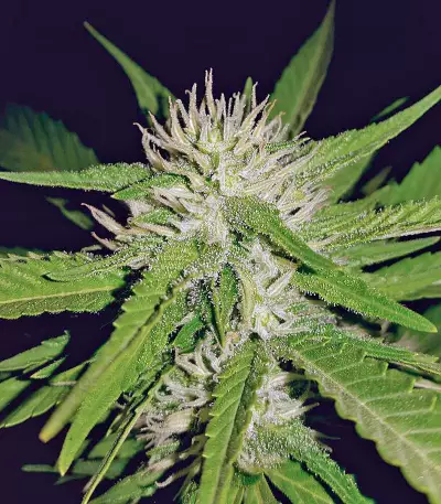 Sapphire OG (Humboldt Seeds Organization)