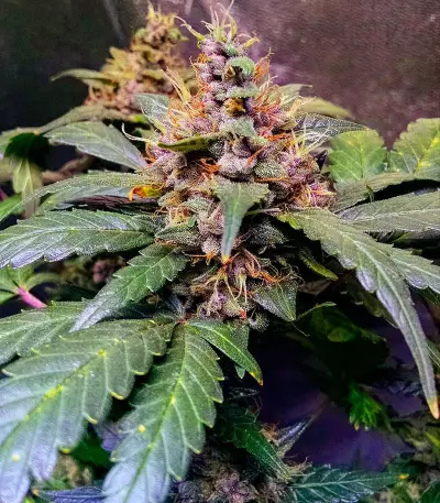 Semi femminizzati Sour Blues Auto