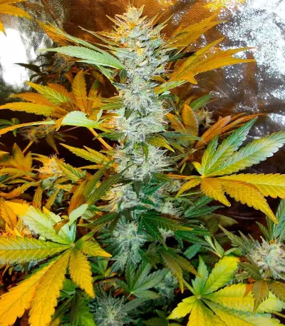 Semi femminizzati Sour Blues Auto