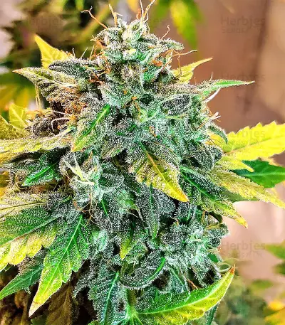Sticky Fingers Autoflower (Seedstockers)