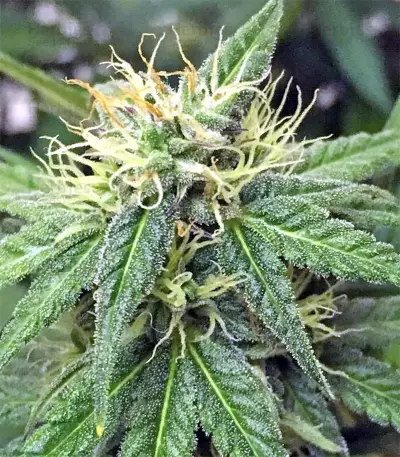 Thai Chi feminized seeds