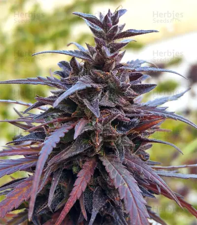 Thai Chi feminized seeds