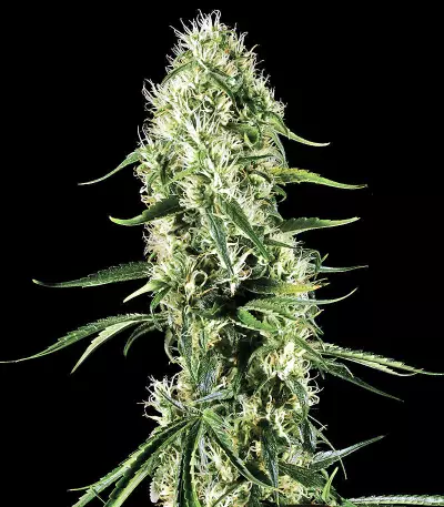 Triple Scoop feminized seeds