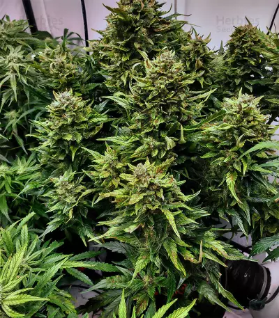 Waist Deep Auto Seeds