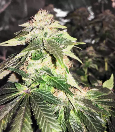 White Widow (G13 Labs)