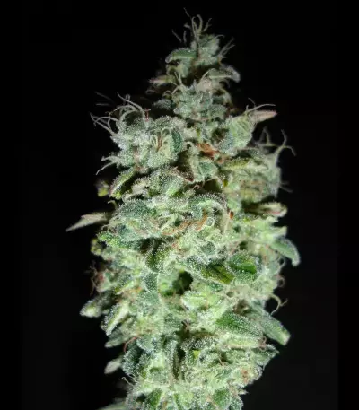 X18 Pure Pakistani Regular seeds