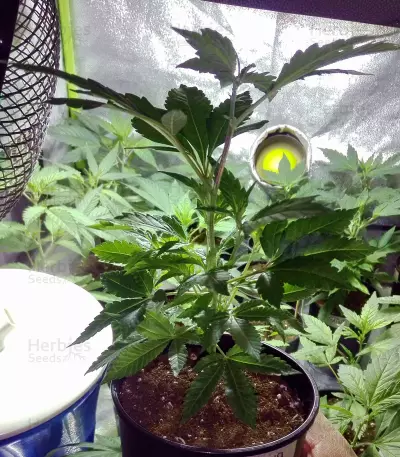 X18 Pure Pakistani Regular seeds