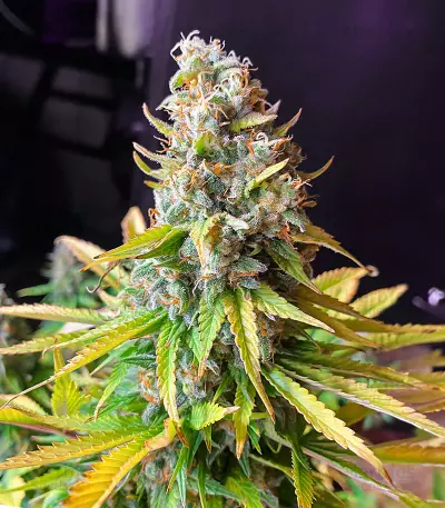 AK 47 Fast Version Feminized Seeds (EGS)