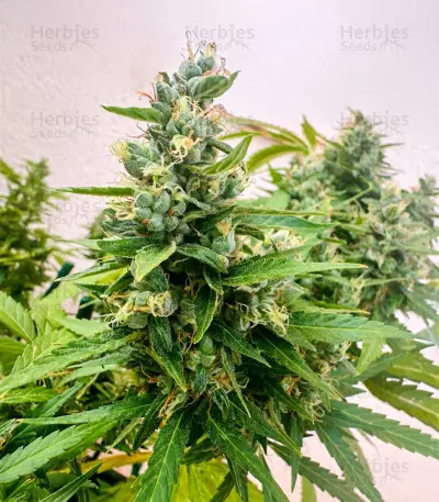 Auto CBD Kush 1:1 (Herbies Seeds)