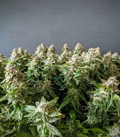 Auto Euforia (Dutch Passion)