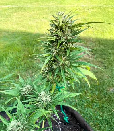 Auto GG#4 Original Glue F1 Seeds (Seedkeepers)