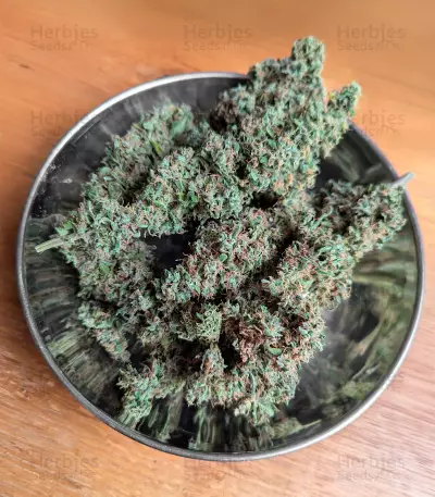 Blueberry (Herbies Seeds)