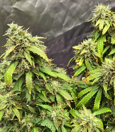 Bruce Banner Seeds (Seedstockers)