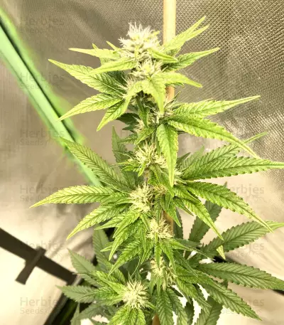 Candy Kush (Herbies Seeds)