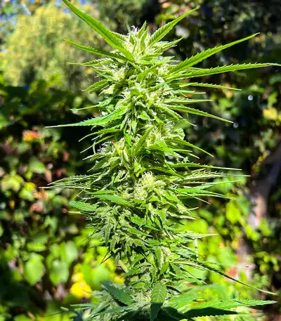 Graines féminisées de Crystal WW Autoflower (EGS)