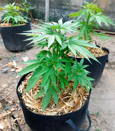 Delicious Cookies Feminized Seeds (Delicious Seeds)