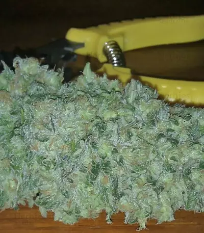 Green Love Potion feminized seeds