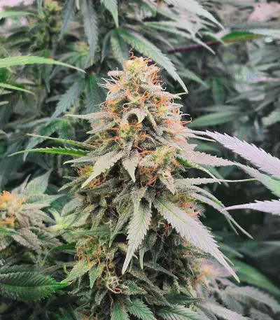 Kalimist (Herbies Seeds)