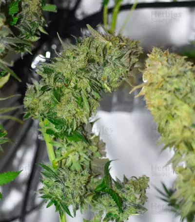 LA Cookies (Cali Connection Seeds)