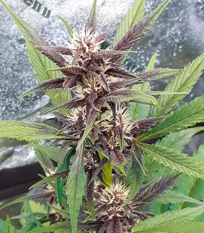 Graines féminisées de LSD-25 Auto (Fast Buds)