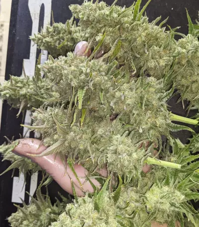 Monster Gelato feminized seeds (Monster Genetics)