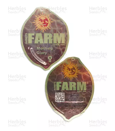 Morning Glory Seeds