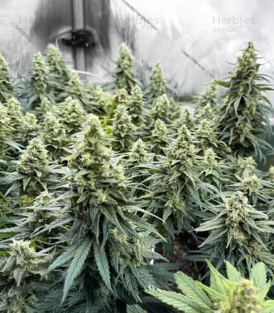 NY Diesel (Herbies Seeds)
