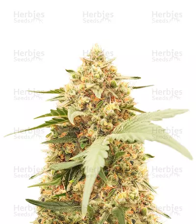 Orange Apricot Glue XL Auto Feminized Seeds (Sweet Seeds)