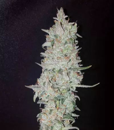 Original Auto OG Kush Seeds