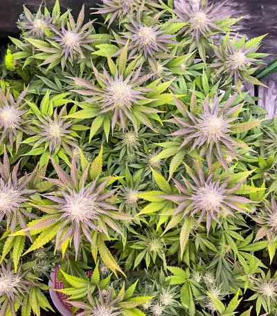 Punch Cookies Seeds (AlphaFem Seeds)