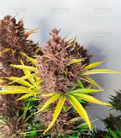 Semi Femminizzati Red Strawberry Banana Auto (Sweet Seeds)