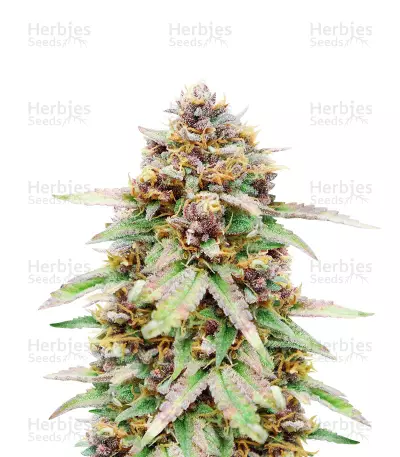 Runtz Auto (Barney's Farm) feminized seeds