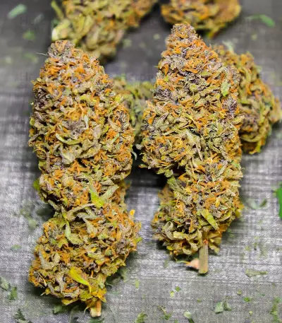 Semillas Feminizadas Runtz Autoflower (EGS)